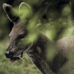 Животное кабарга: описание, распространение, образ жизни и питание