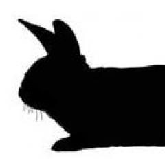 Кролик: описание и характеристика Когда будет год желтого земляного кролика
