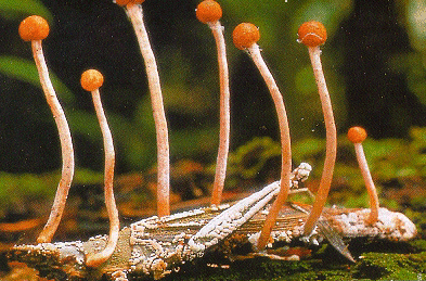 Cilat kërpudha quhen grabitqare?