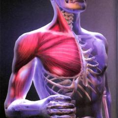 Хүний анатомийн зурагнууд Хүний анатомийн атлас шилдэг