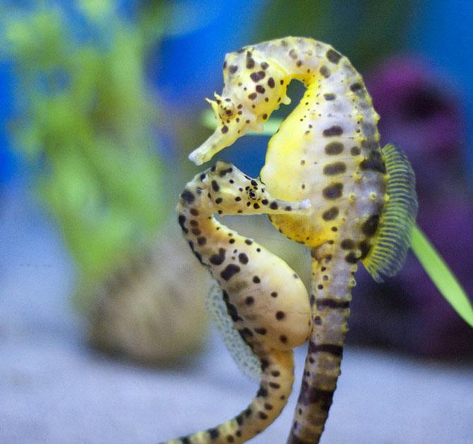 Description and photo of a seahorse