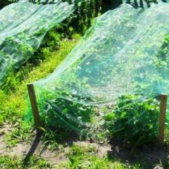 How to protect your strawberry crop from birds?